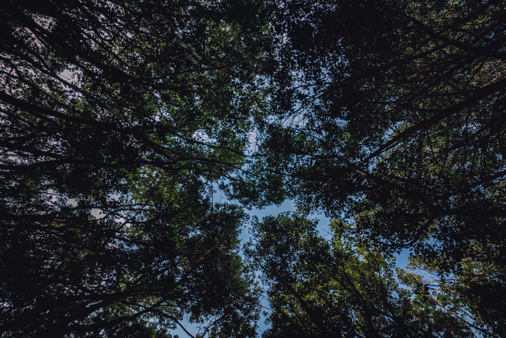 Le foreste di laurisilva, la Gomera