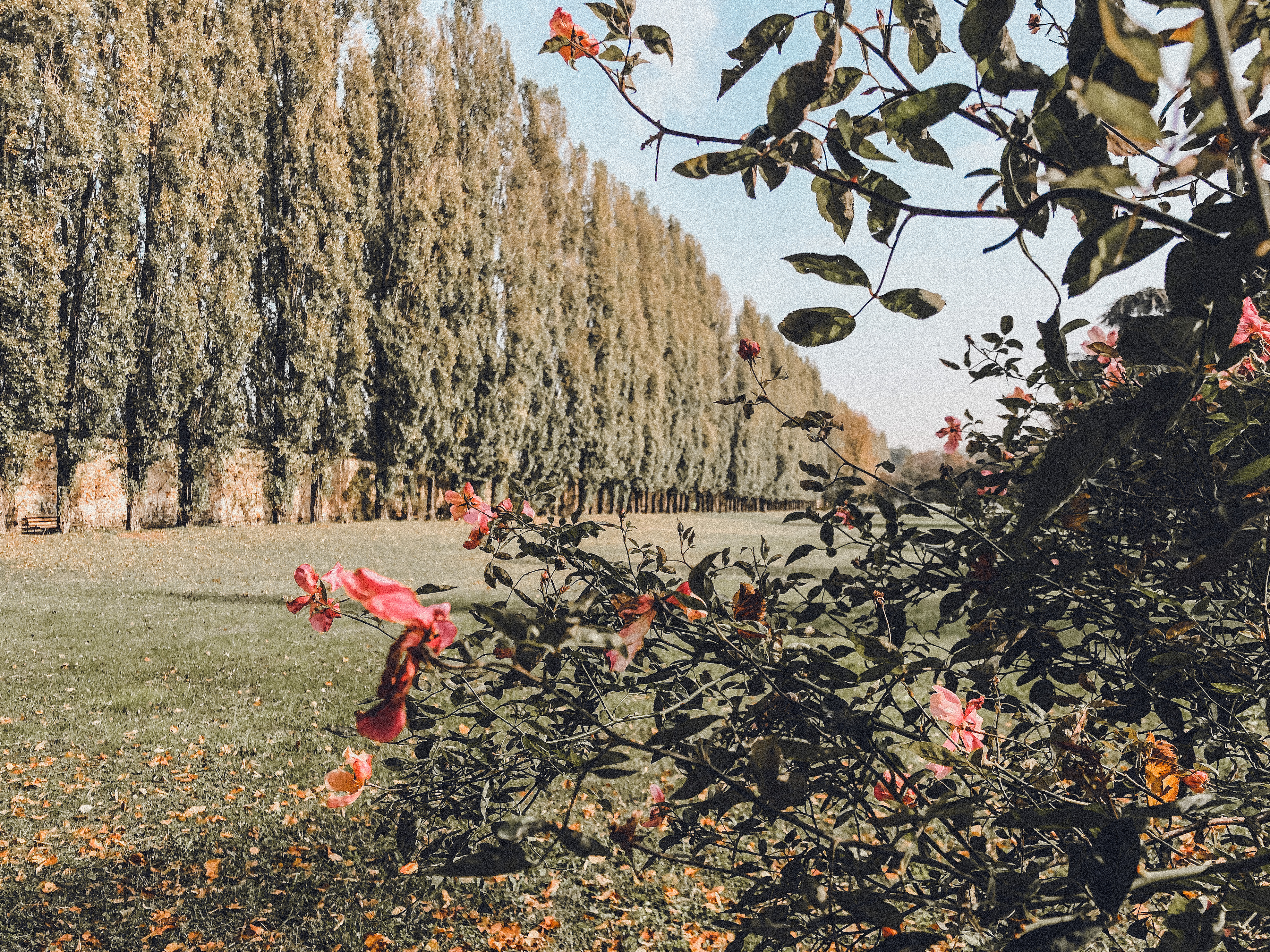 Il giardino di Palazzo Arese Borromeo