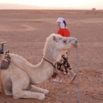 Marocco campo tendato in cammello