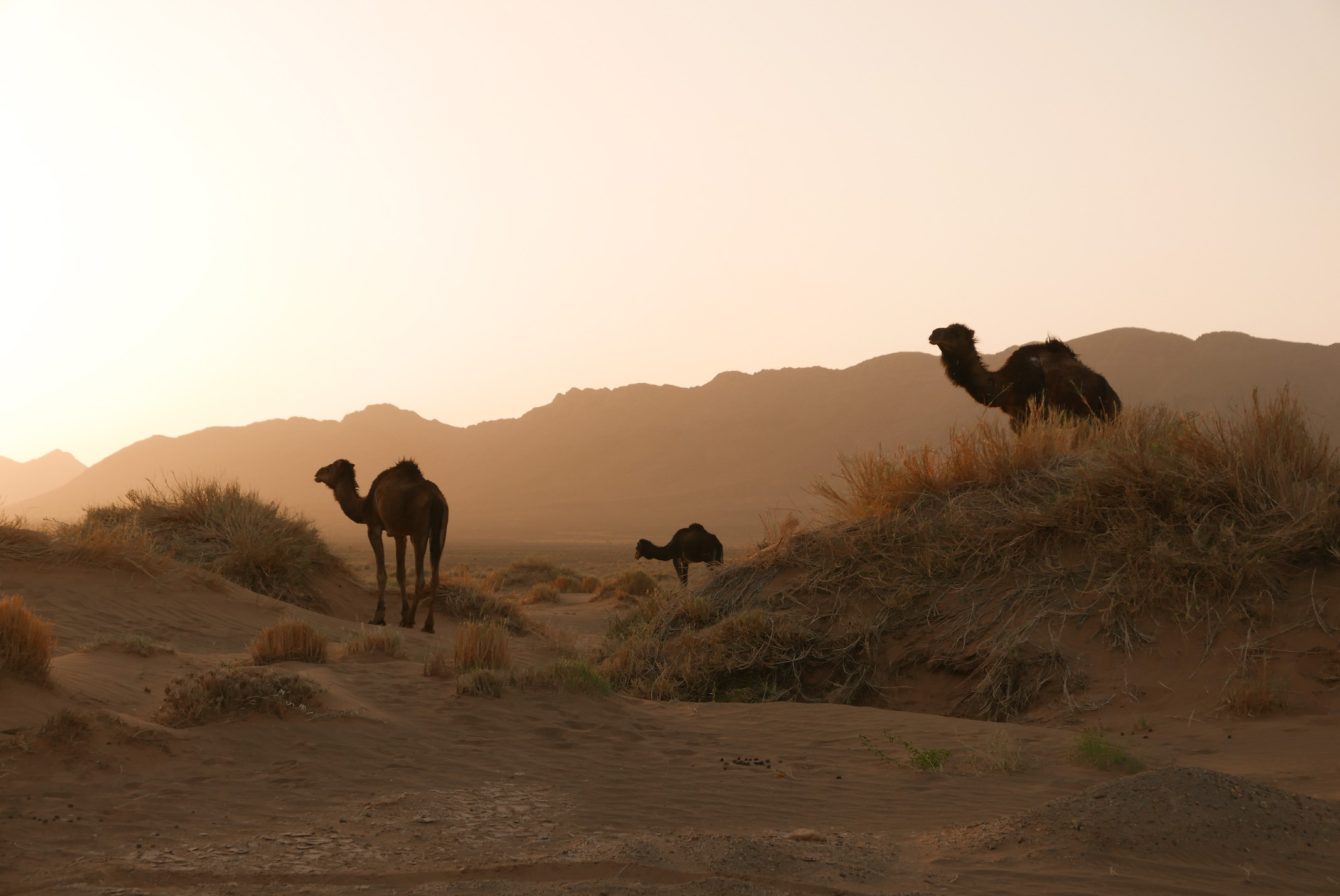 l'alba marocco campo tendato